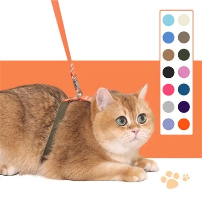 Do dogs need a collar and leash?