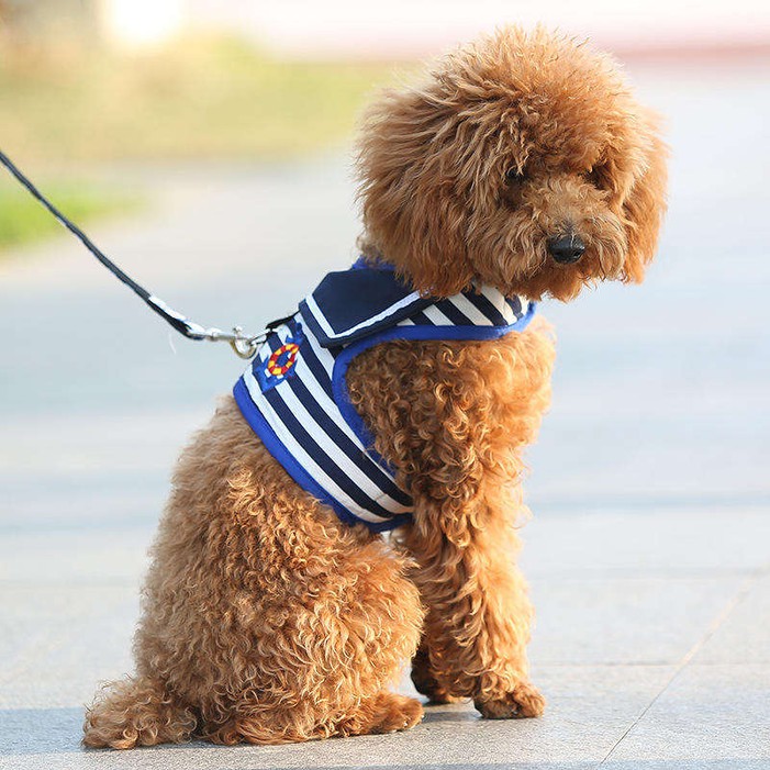 cute dog harness 6 cute dog harness 6
