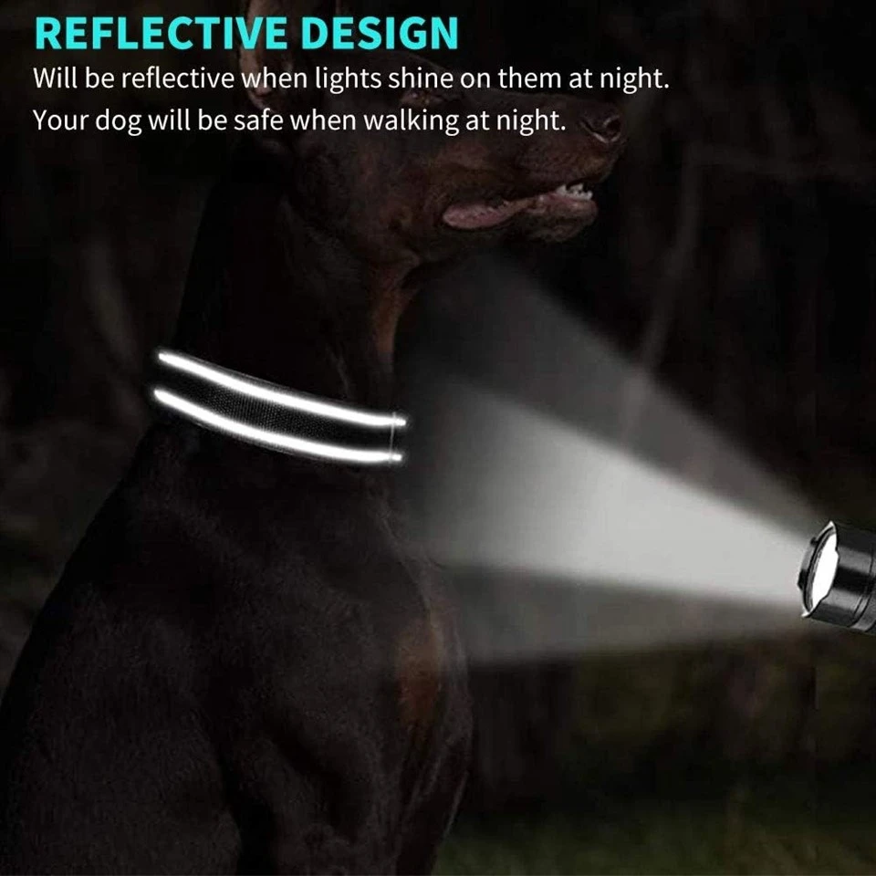 Reflective Dog Collar With Name Plate best